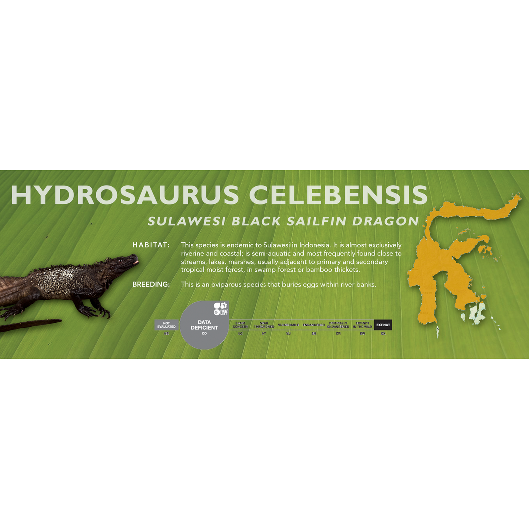 Sulawesi Black Sailfin Dragon (Hydrosaurus celebensis) Standard Vivarium Label