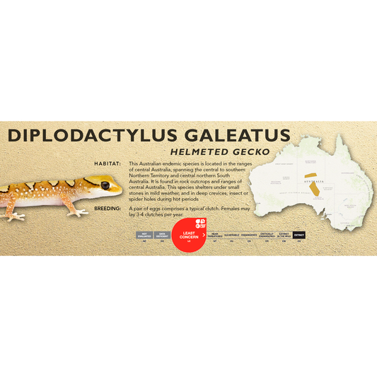 Helmeted Gecko (Diplodactylus galeatus) Classic Vivarium Label