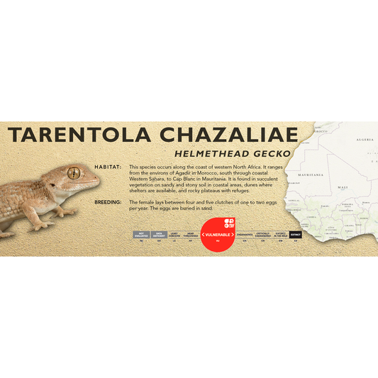 Helmethead Gecko (Tarentola chazaliae) Classic Vivarium Label