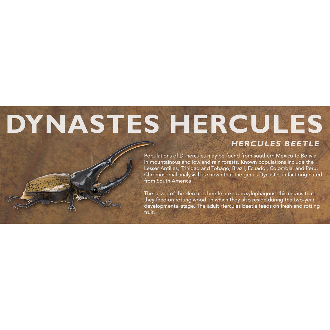 Dynastes hercules (Hercules Beetle) - Beetle Label