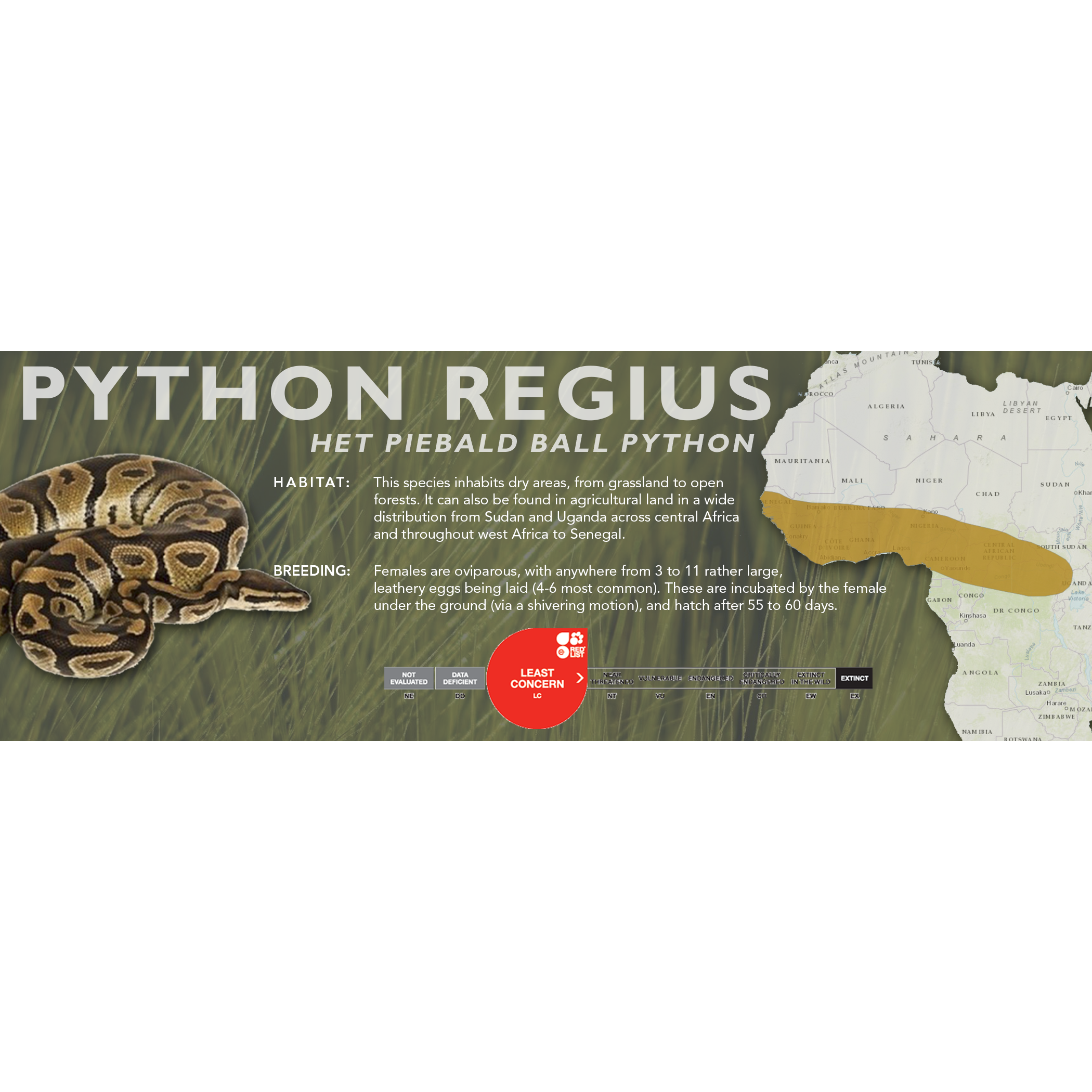 Ball Python (Python regius) Classic Vivarium Label – Cloud Forest Design