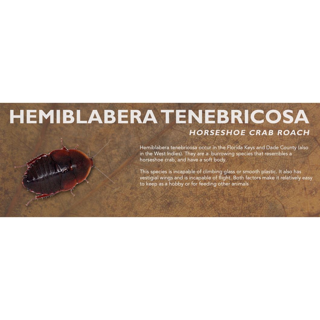 Hemiblabera tenebricosa (Horseshoe Crab Roach) - Roach Label