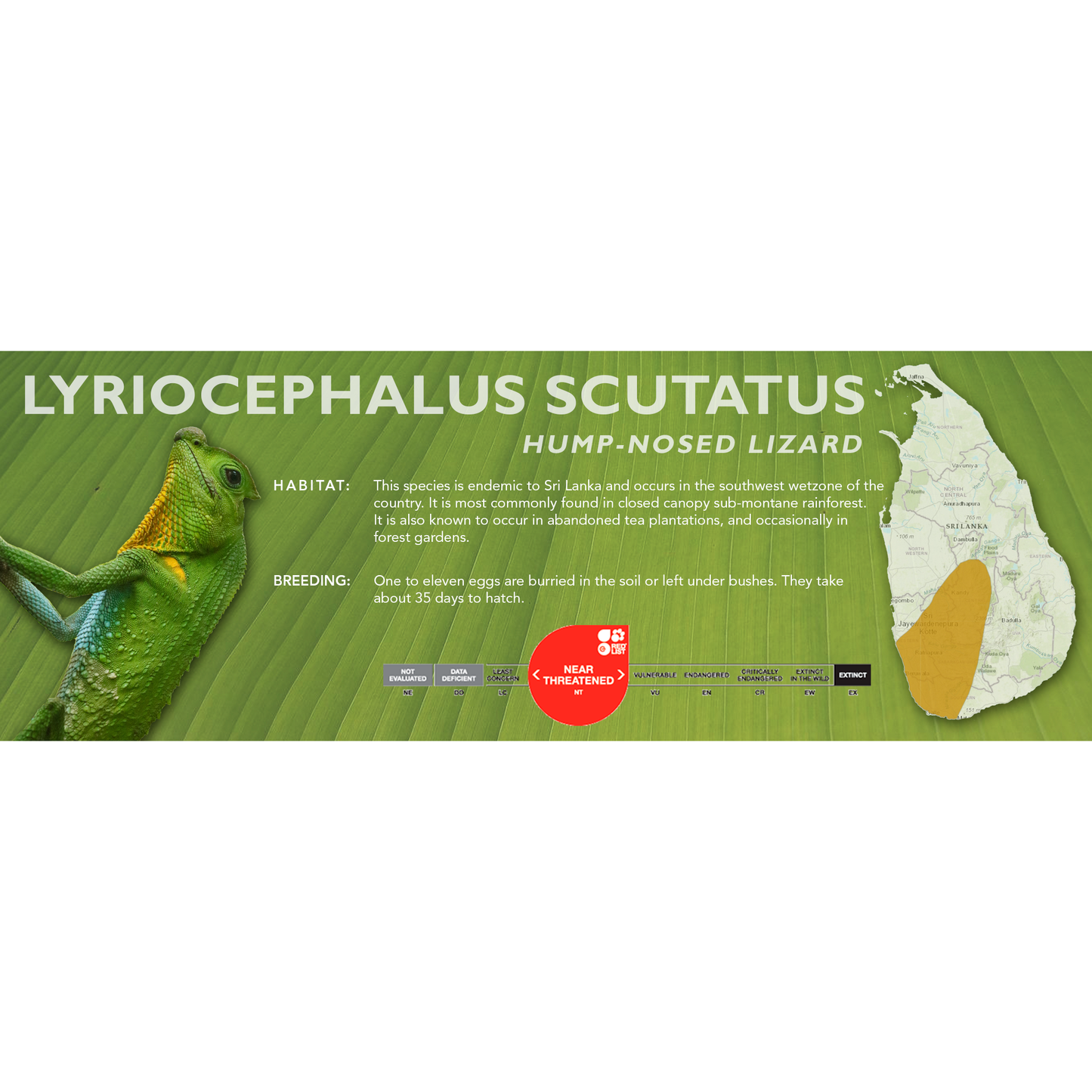 Hump-Nosed Lizard (Lyriocephalus scutatus) Classic Vivarium Label