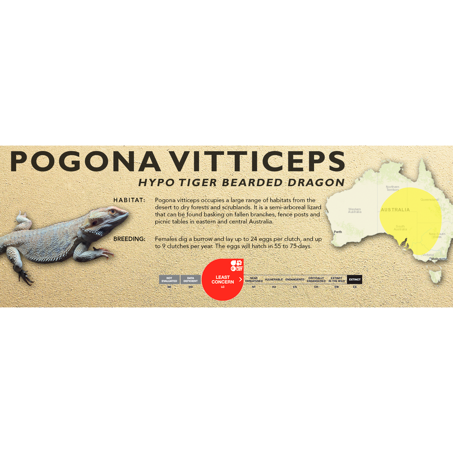 Bearded Dragon (Central) (Pogona vitticeps) Classic Vivarium Label