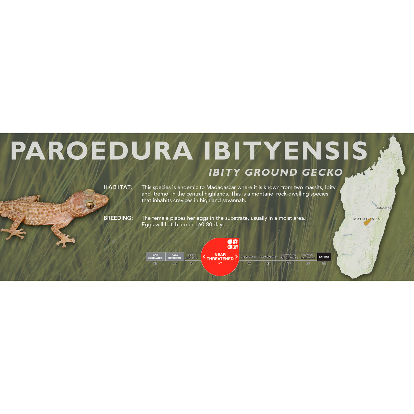 Ibity Ground Gecko (Paroedura ibityensis) - Classic Vivarium Label