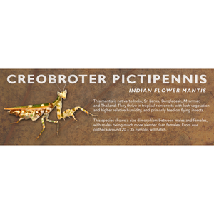 Creobroter pictipennis (Indian Flower Mantis) - Mantis Label