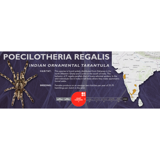 Indian Ornamental Tarantula (Poecilotheria regalis) - Classic Vivarium Label