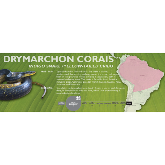 Indigo Snake / Yellow-Tailed Cribo (Drymarchon corais) Classic Vivarium Label