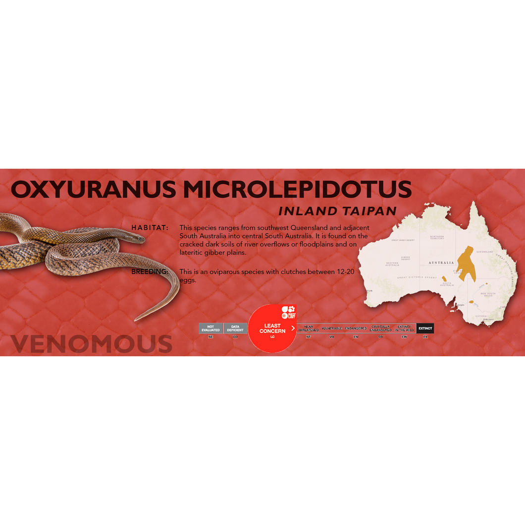 Inland Taipan (Oxyuranus microlepidotus) Standard Vivarium Label