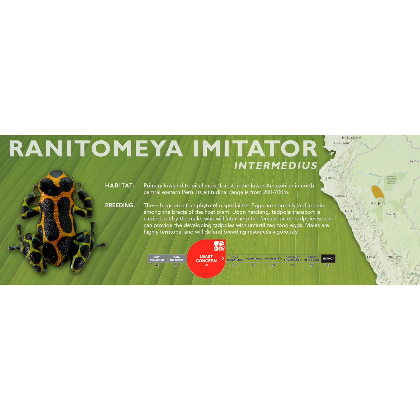 Ranitomeya imitator - Standard Vivarium Label