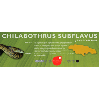 Jamaican Boa (Chilabothrus subflavus) Standard Vivarium Label