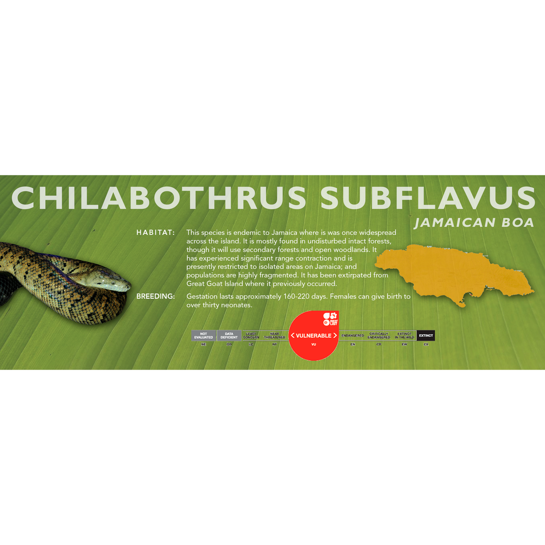 Jamaican Boa (Chilabothrus subflavus) Standard Vivarium Label