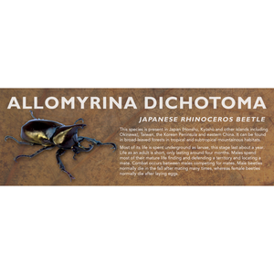 Allomyrina dichotoma (Japanese Rhinoceros Beetle) - Beetle Label