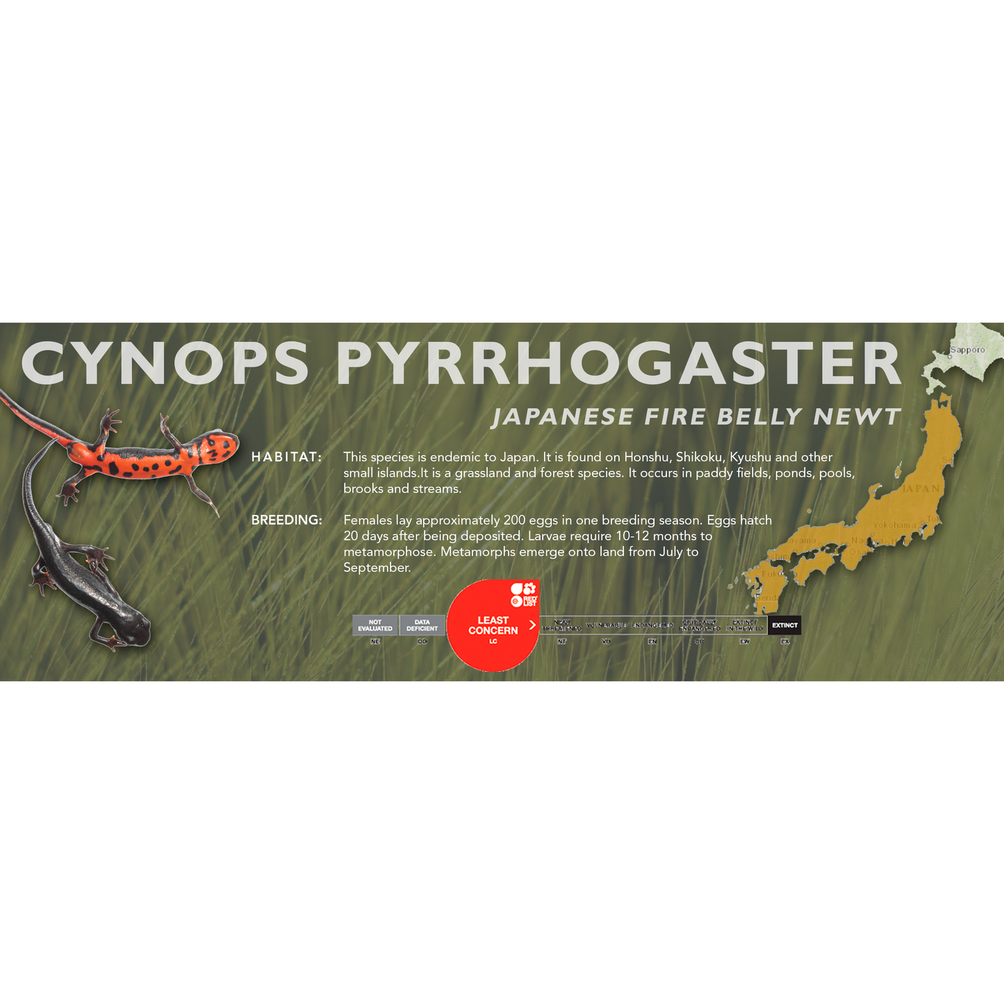 Japanese Fire Belly Newt (Cynops pyrrhogaster) - Classic Vivarium Label