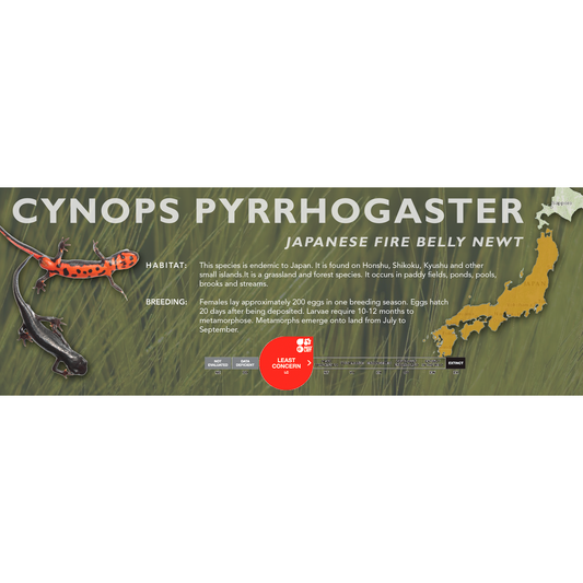 Japanese Fire Belly Newt (Cynops pyrrhogaster) - Classic Vivarium Label