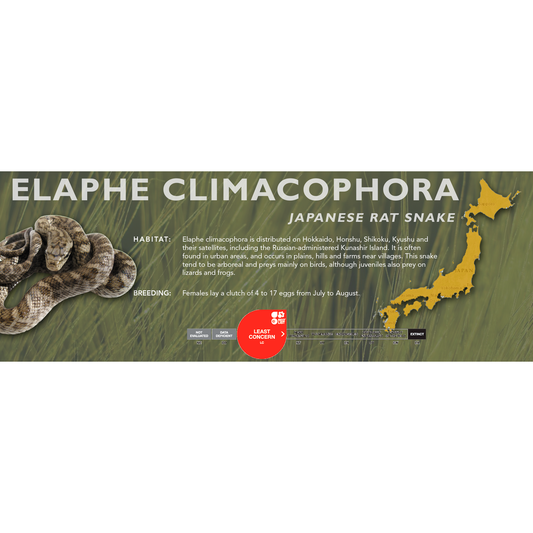 Japanese Rat Snake (Elaphe climacophora) Classic Vivarium Label