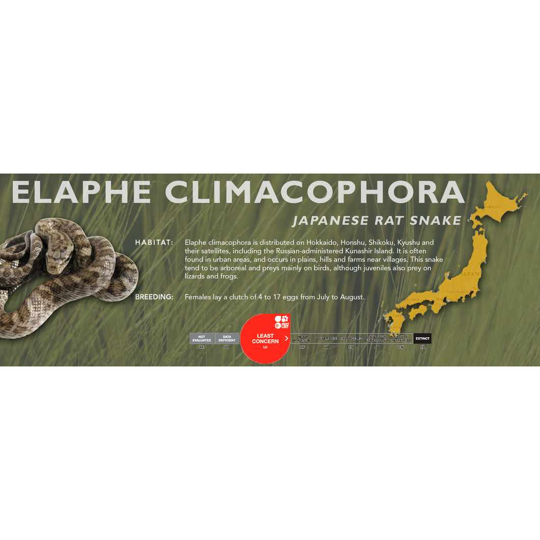 Japanese Rat Snake (Elaphe climacophora) Standard Vivarium Label
