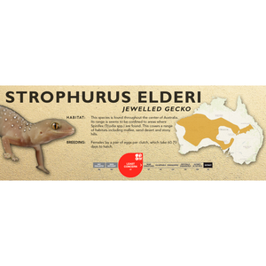 Jewelled Gecko (Strophurus elderi) Standard Vivarium Label