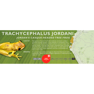 Jordan's Casque-Headed Tree Frog (Trachycephalus jordani) - Standard Vivarium Label