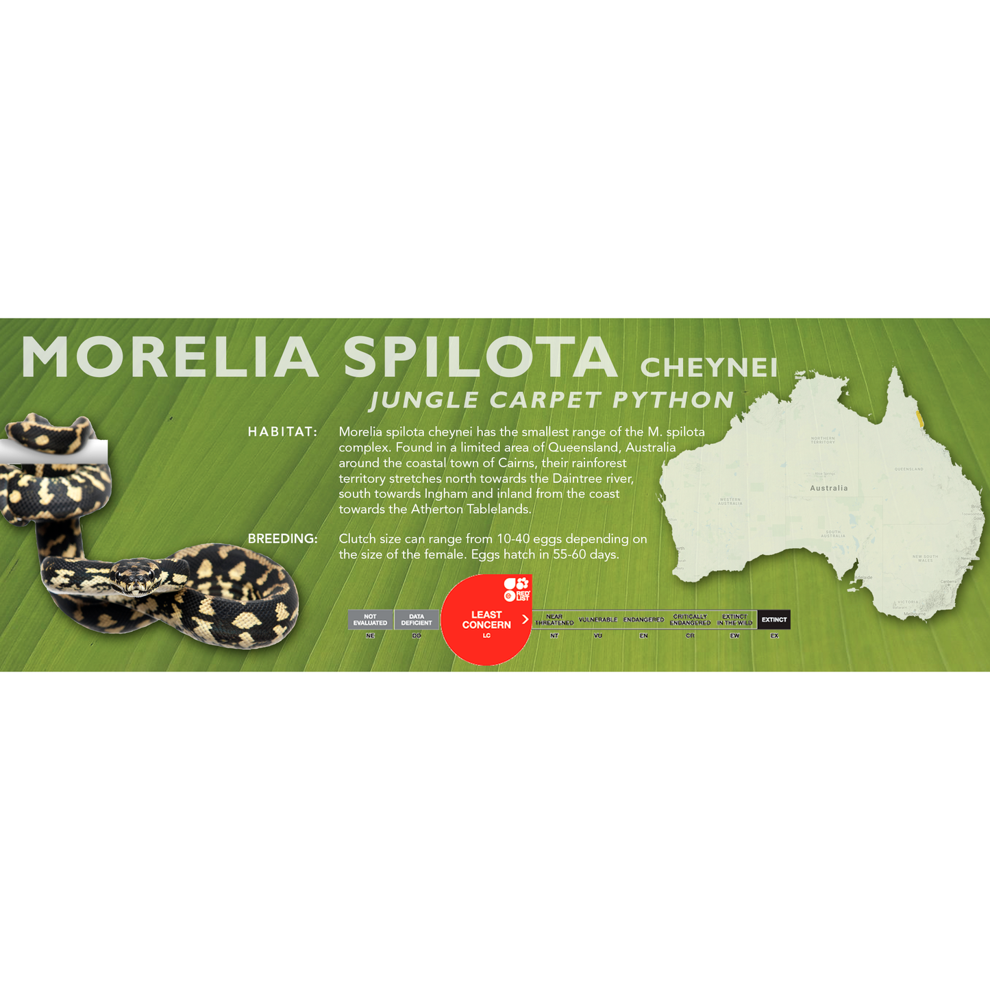 Carpet Python (Morelia spilota) Classic Vivarium Label