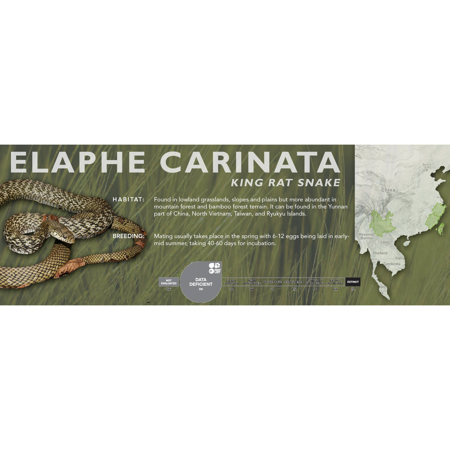 King Rat Snake (Elaphe carinata) Classic Vivarium Label