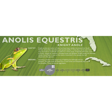 Knight Anole (Anolis equestris) Standard Vivarium Label