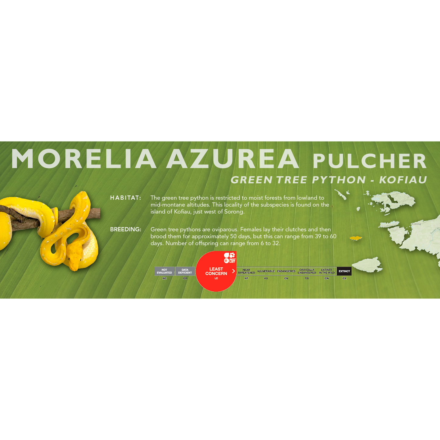 Green Tree Python (Morelia viridis, Morelia azurea) Classic Vivarium Label