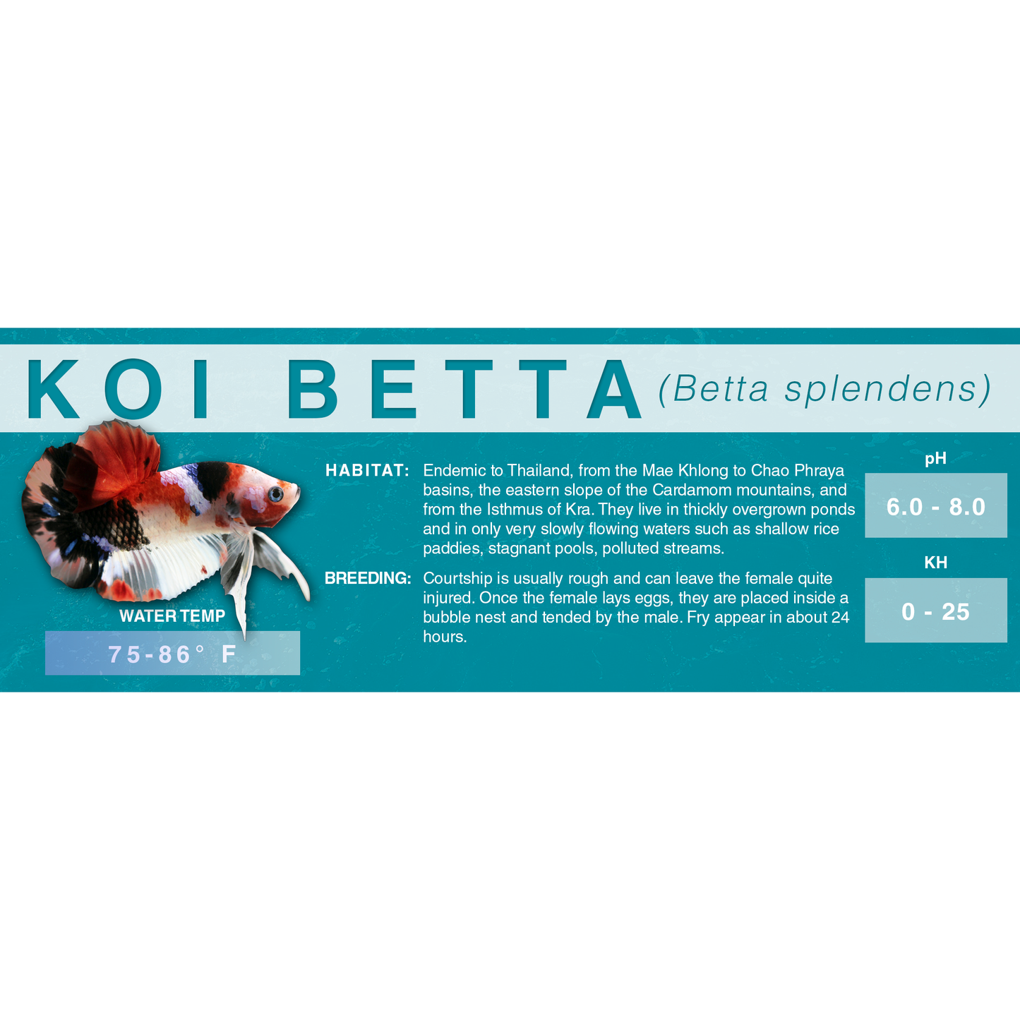 Betta Fish (Betta splendens) - Standard Aquarium Label