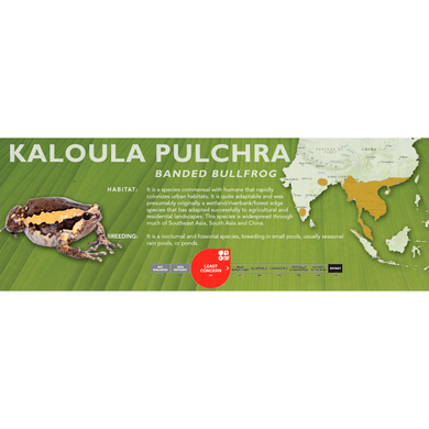 Banded Bullfrog (Kaloula pulchra) - Standard Vivarium Label