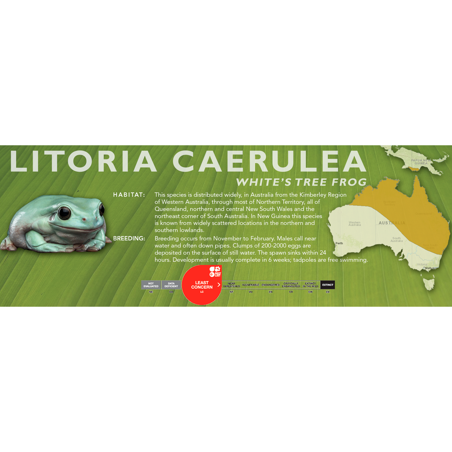 White's Tree Frog (Litoria caerulea) - Classic Vivarium Label