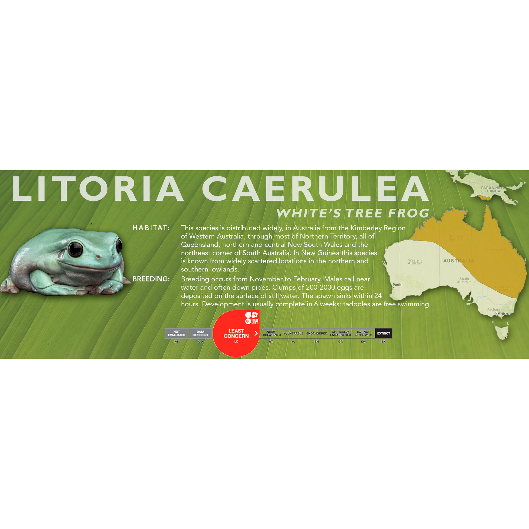 White's Tree Frog caerulea) - Vivarium Label Cloud Forest Design
