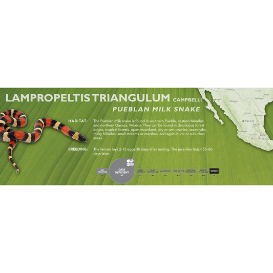 Pueblan Milk Snake (Lampropeltis triangulum campbelli) Classic Vivarium Label