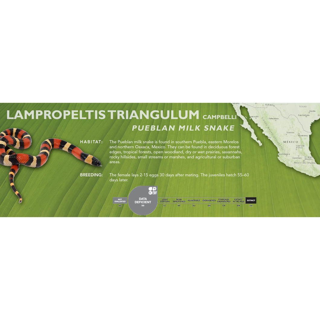 Pueblan Milk Snake (Lampropeltis triangulum campbelli) Standard Vivarium Label