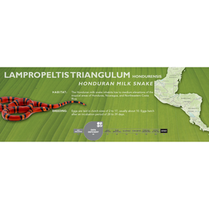 Honduran Milk Snake (Lampropeltis triangulum hondurensis) Standard Vivarium Label