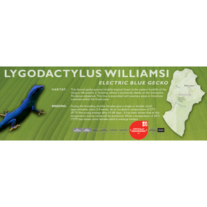 Electric Blue Gecko (Lygodactylus williamsi) Standard Vivarium Label
