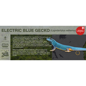 Electric Blue Gecko (Lygodactylus williamsi) - Black Series Vivarium Label