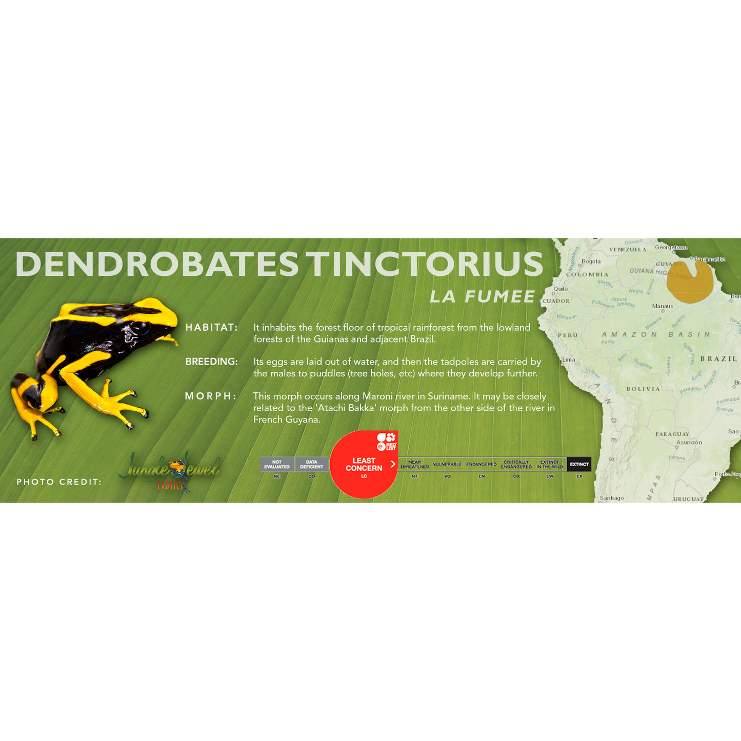 Dendrobates tinctorius - Standard Vivarium Label