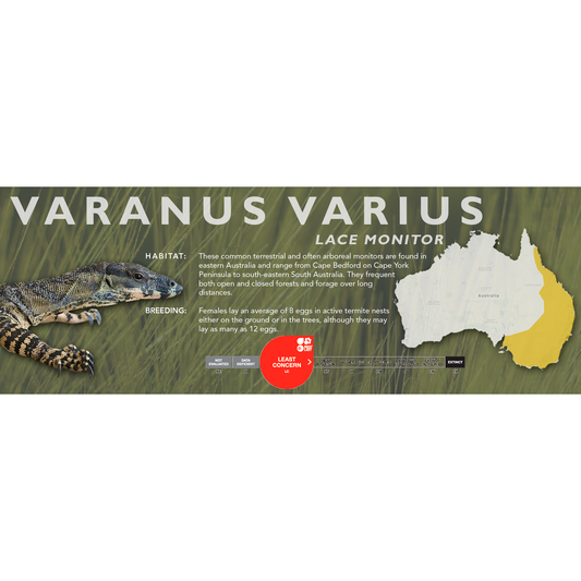 Lace Monitor (Varanus varius) Classic Vivarium Label