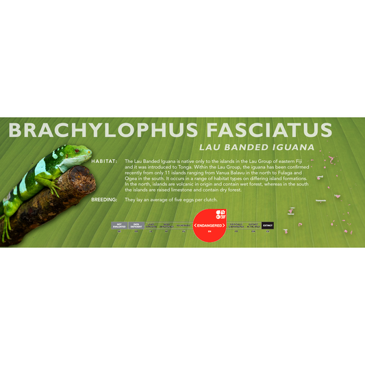 Lau Banded Iguana (Brachylophus fasciatus) Classic Vivarium Label