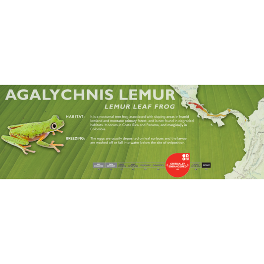 Lemur Leaf Frog (Agalychnis lemur) - Classic Vivarium Label