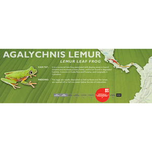 Lemur Leaf Frog (Agalychnis lemur) - Standard Vivarium Label