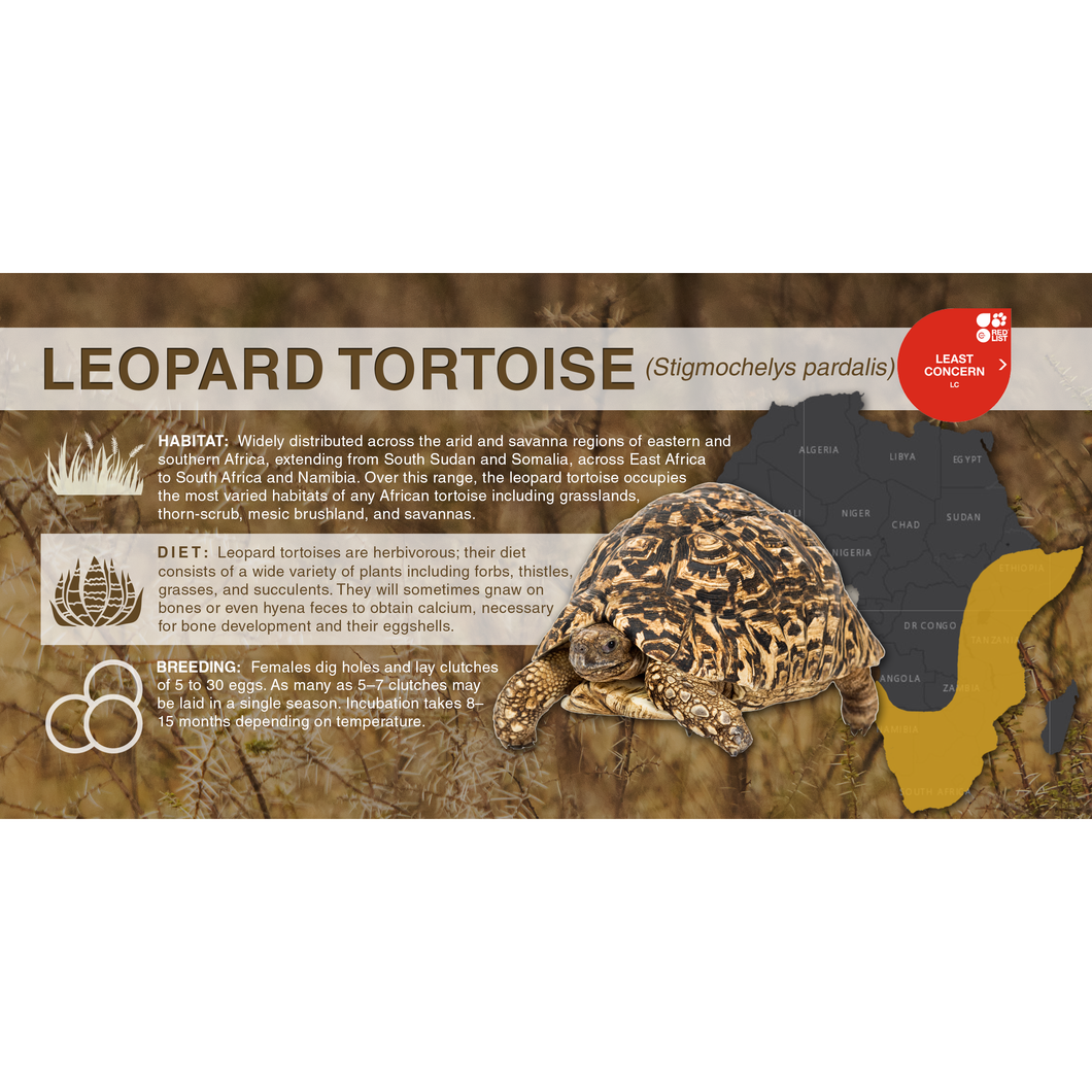 Leopard Tortoise (Stigmochelys pardalis) - Aluminum Sign