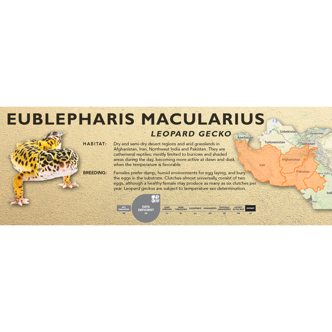 Leopard Gecko (Eublepharis macularius) Standard Vivarium Label