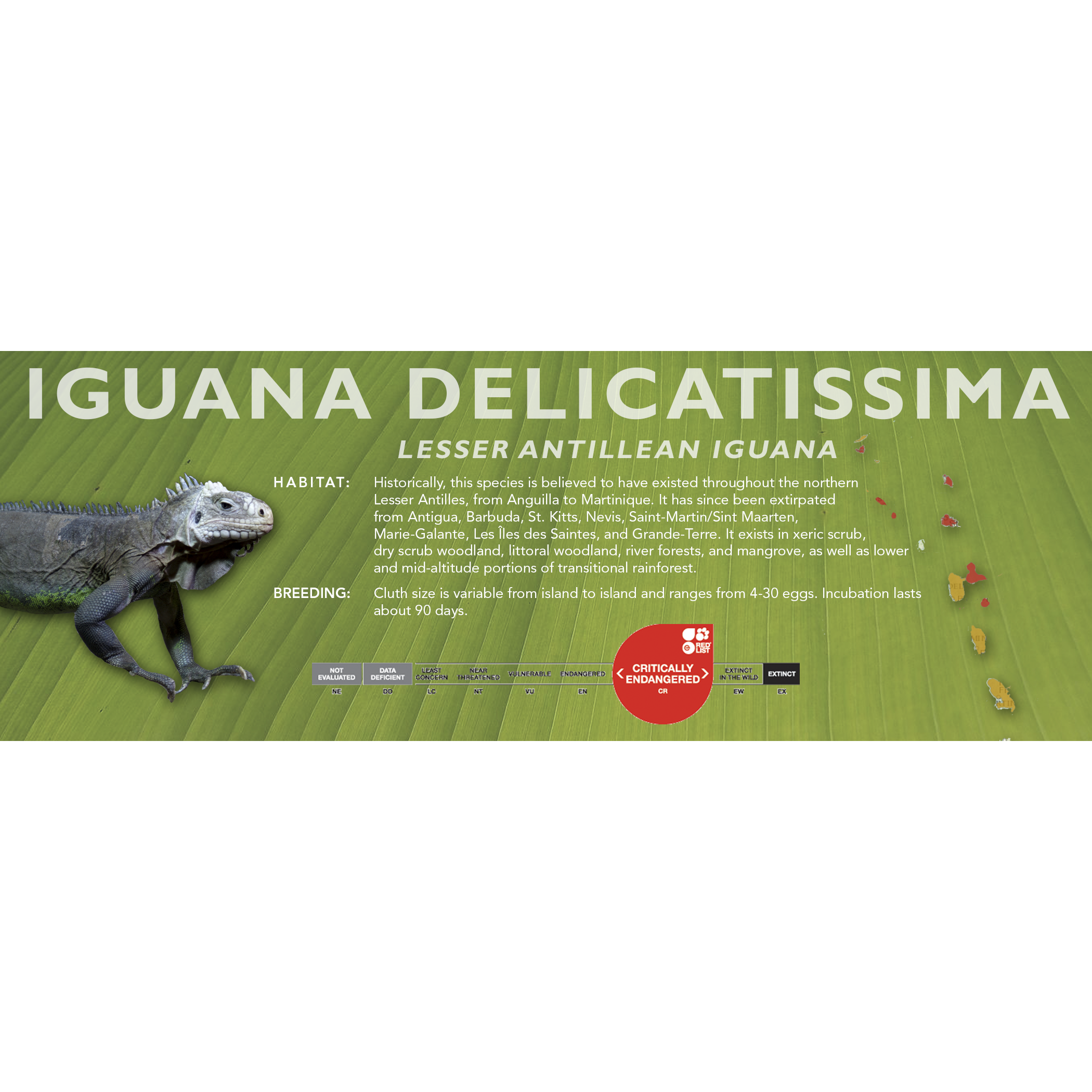 Lesser Antillean Iguana (Iguana delicatissima) Classic Vivarium Label ...