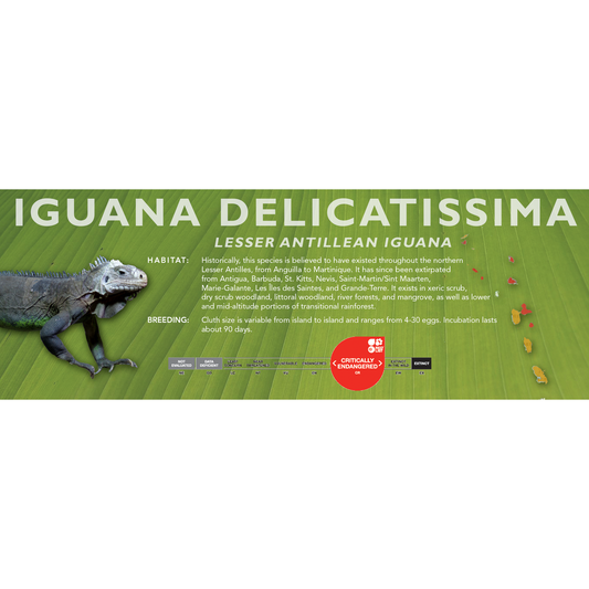 Lesser Antillean Iguana (Iguana delicatissima) Classic Vivarium Label