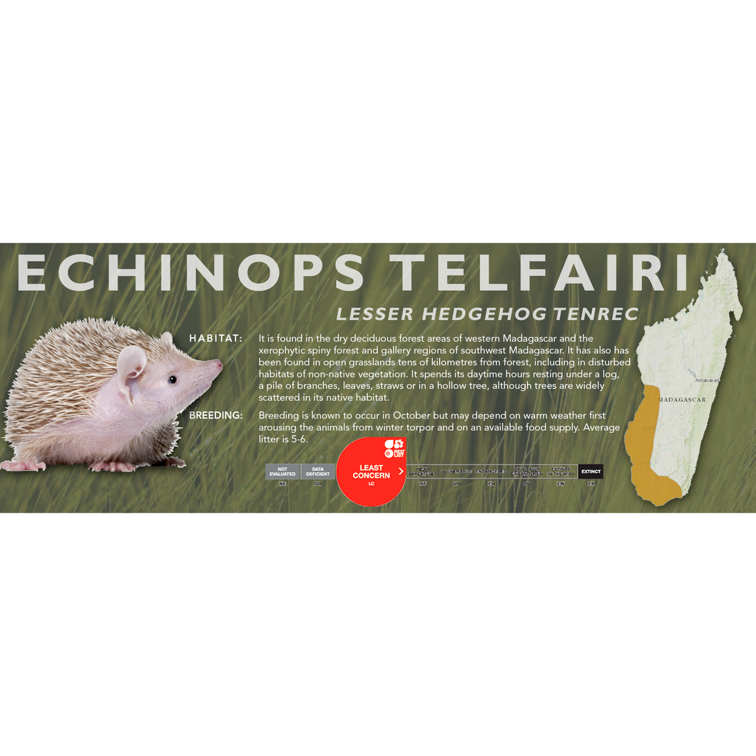 Lesser Hedgehog Tenrec (Echinops telfairi) - Standard Vivarium Label