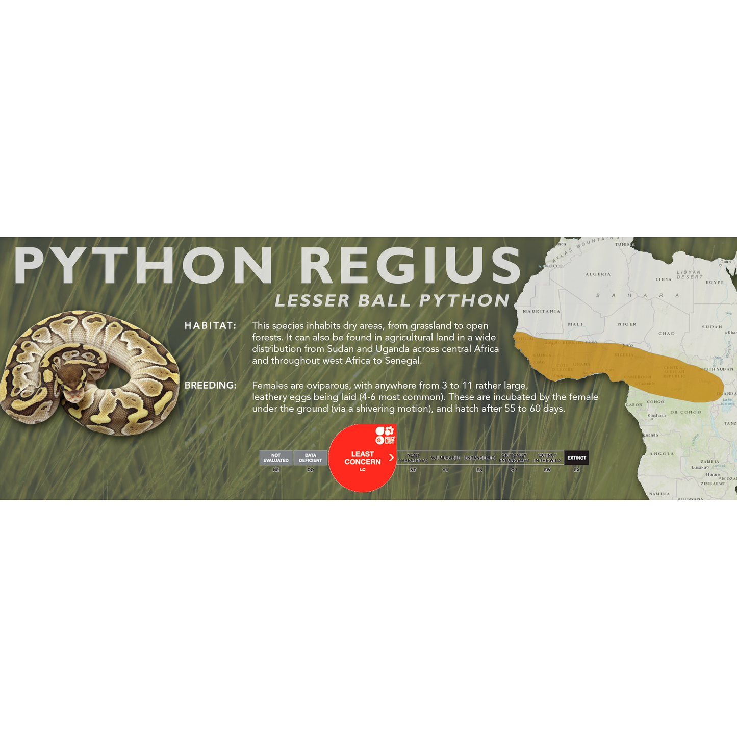 Ball Python (Python regius) Classic Vivarium Label