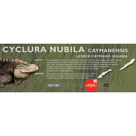 Lesser Caymans Iguana (Cyclura nubila caymanensis) Classic Vivarium Label