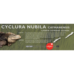 Lesser Caymans Iguana (Cyclura nubila caymanensis) Standard Vivarium Label