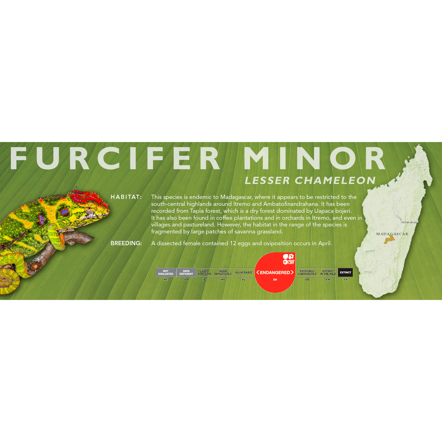 Lesser Chameleon (Furcifer minor) Classic Vivarium Label